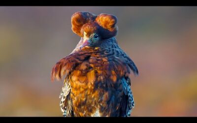 Elaborate Mating Strategies of Male Ruffs | Wild Scandinavia | BBC Earth