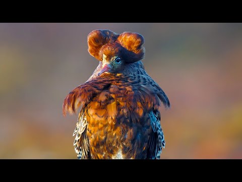 Elaborate Mating Strategies of Male Ruffs | Wild Scandinavia | BBC Earth