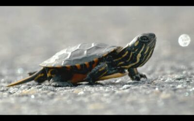 Tiny Turtle Crosses Terrifying Road | Big Little Journeys | BBC Earth