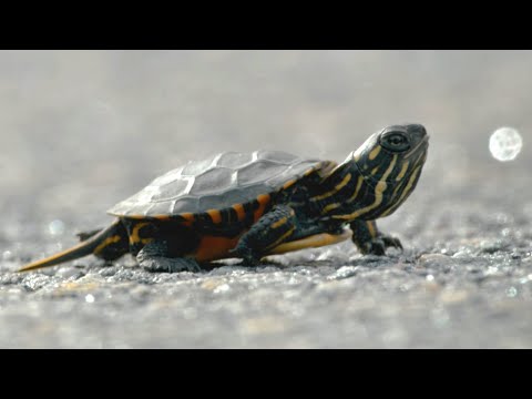 Tiny Turtle Crosses Terrifying Road | Big Little Journeys | BBC Earth