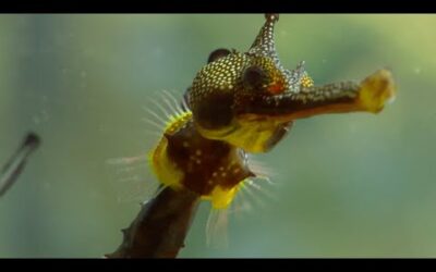 How Flamboyant Seahorse Dads Protect Their Eggs | Animal Super Parents | BBC Earth