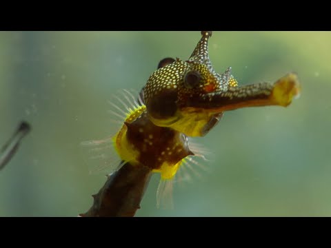 How Flamboyant Seahorse Dads Protect Their Eggs | Animal Super Parents | BBC Earth