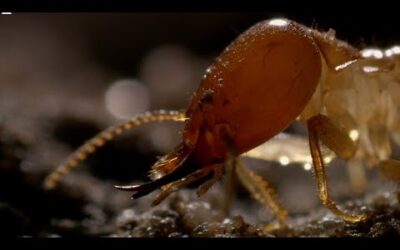 Inside A Termite Fortress | Seasonal Wonderlands | BBC Earth