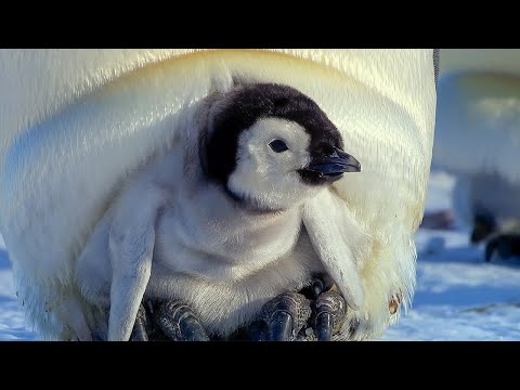 Exploring the Adorable World of Baby Animals | BBC Earth