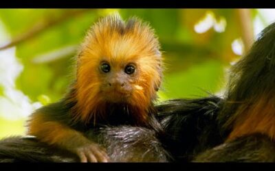 Baby Tamarin Tries To Escape Ocelot | Big Little Journeys | BBC Earth