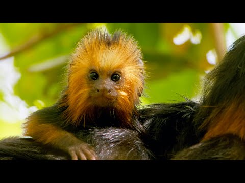 Baby Tamarin Tries To Escape Ocelot | Big Little Journeys | BBC Earth