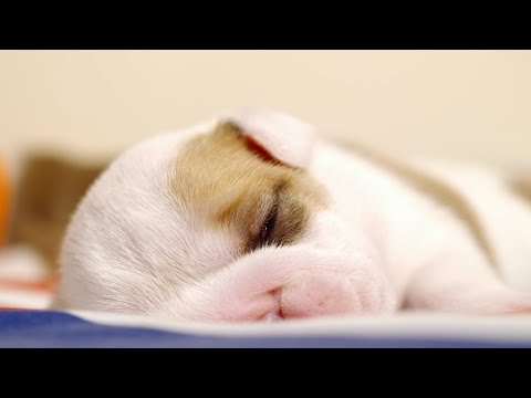 Newborn Puppies Snuggle Up To Mum | Wonderful World of Puppies | BBC Earth