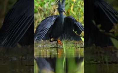 black heron throws shade to catch prey ☂️ #Shorts