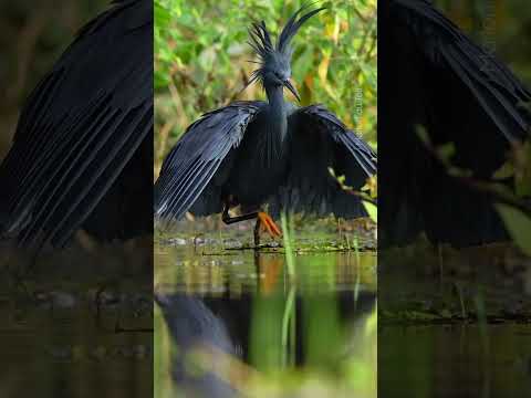 black heron throws shade to catch prey ☂️ #Shorts