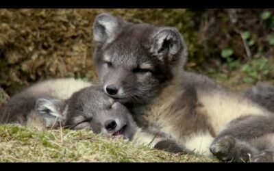 Raising Arctic Fox Cubs | Animal Super Parents | BBC Earth