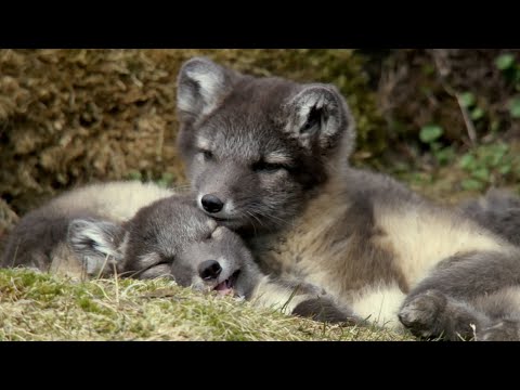 Raising Arctic Fox Cubs | Animal Super Parents | BBC Earth