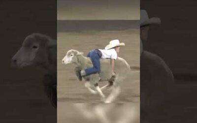 Kids riding sheep at a bull riding event!