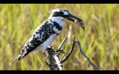 Kingfisher’s Epic Dive to Catch Prey | Seasonal Wonderlands | BBC Earth