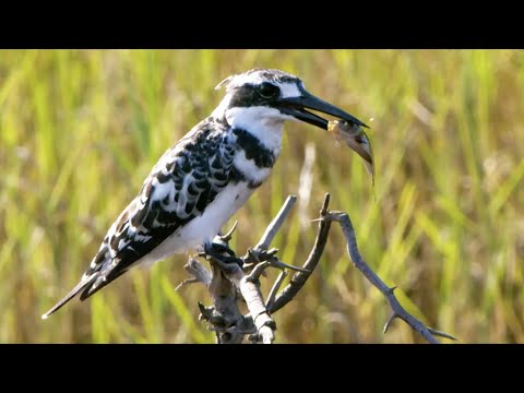 Kingfisher’s Epic Dive to Catch Prey | Seasonal Wonderlands | BBC Earth