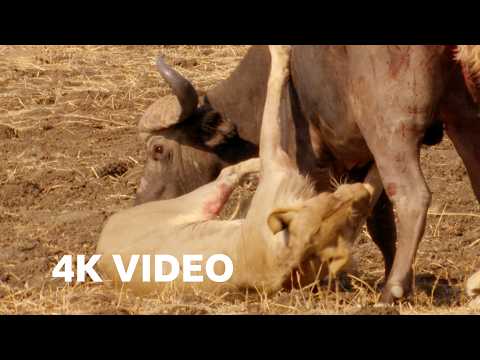 Lions Attempt to Take Down a Bull | 4K UHD | The Hunt | BBC Earth