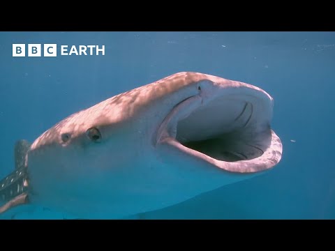 Why Are Plankton So Crucial to Life on Earth? | How Nature Works | BBC Earth