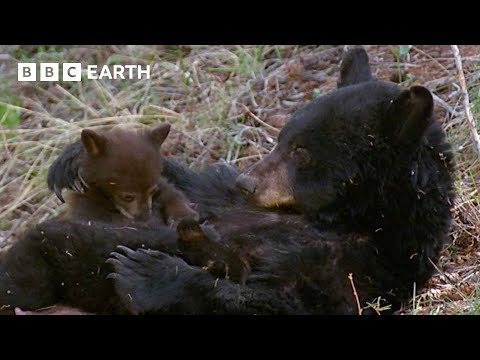 How Mammals Revolutionised Motherhood | Natural World: Wild Mothers and Babies | BBC Earth