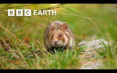 Meet the Amazing Animals Coexisting With Humans | Full Series | BBC Earth