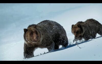 A Fragile Future for the Yukon’s Ice Bears | Our Planet Earth | BBC Earth