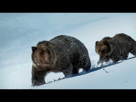 A Fragile Future for the Yukon’s Ice Bears | Our Planet Earth | BBC Earth