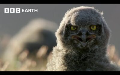 Snowy Owls’ Commitment to Parenthood | Animal Super Parents | BBC Earth