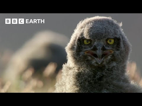 Snowy Owls’ Commitment to Parenthood | Animal Super Parents | BBC Earth