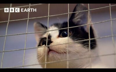 Rescuing a Stray Kitten | Wonderful World of Puppies | BBC Earth