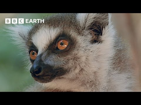 The Emotions of Motherhood in Primates | Natural World Mothers and Babies | BBC Earth