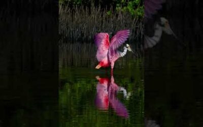 Roseate spoonbill gives the camera a twirl 🩰 #Shorts #RoseateSpoonbill