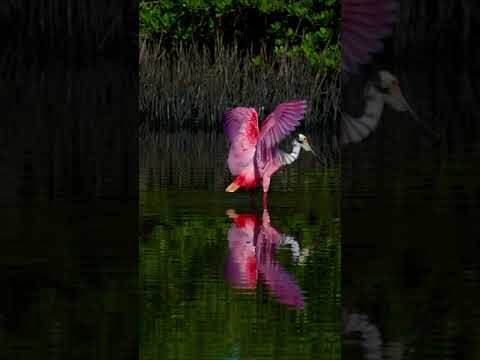 Roseate spoonbill gives the camera a twirl 🩰 #Shorts #RoseateSpoonbill