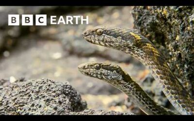 Greatest Fights in the Animal Kingdom Part 3 | BBC Earth