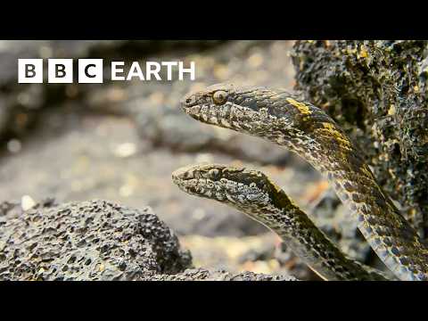 Greatest Fights in the Animal Kingdom Part 3 | BBC Earth