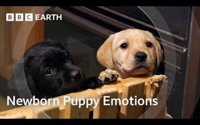 The Unique Bond Between Humans and Dogs | Wonderful World of Puppies | BBC Earth