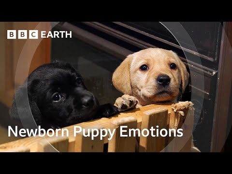 The Unique Bond Between Humans and Dogs | Wonderful World of Puppies | BBC Earth