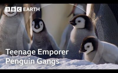 The Fight to Feed Penguin Chicks | Natural World: Wild Mothers and Babies | BBC Earth