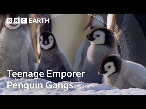 The Fight to Feed Penguin Chicks | Natural World: Wild Mothers and Babies | BBC Earth