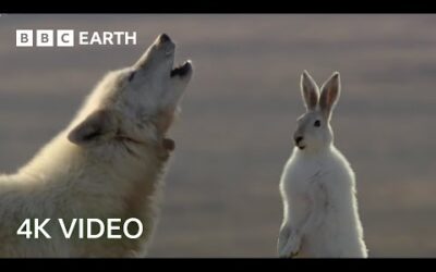 Wolf Pack Hunts A Hare | 4K UHD | The Hunt | BBC Earth