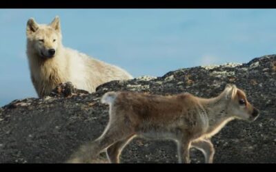 Arctic Wolf Hunts Baby Caribou | 4K UHD | Planet Earth II | BBC Earth