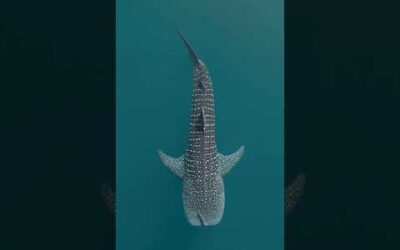 The sea’s largest fish? 🤯 #WhaleShark #Shorts