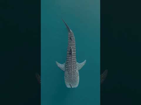 The sea’s largest fish? 🤯 #WhaleShark #Shorts