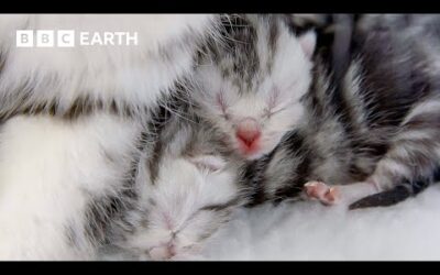 Cat Mum Feeds Her Newborn Kittens | Wonderful World of Puppies | BBC Earth