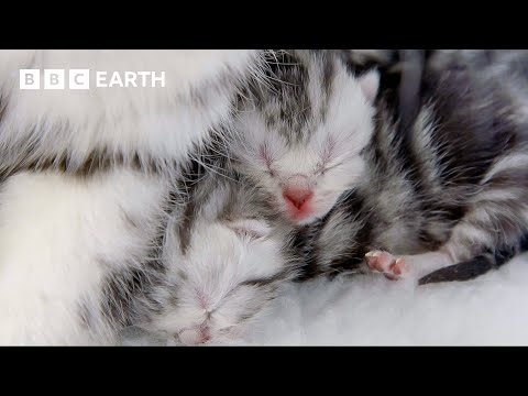 Cat Mum Feeds Her Newborn Kittens | Wonderful World of Puppies | BBC Earth