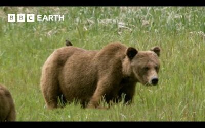 Using Salmon Guts to Study Bears | How Nature Works | BBC Earth