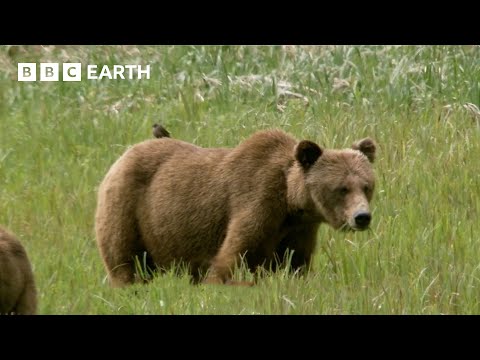 Using Salmon Guts to Study Bears | How Nature Works | BBC Earth