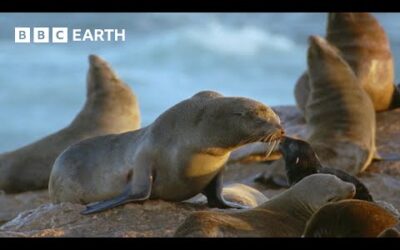 Hungry Hyenas Threaten Seals | Natural World Mothers and Babies | BBC Earth