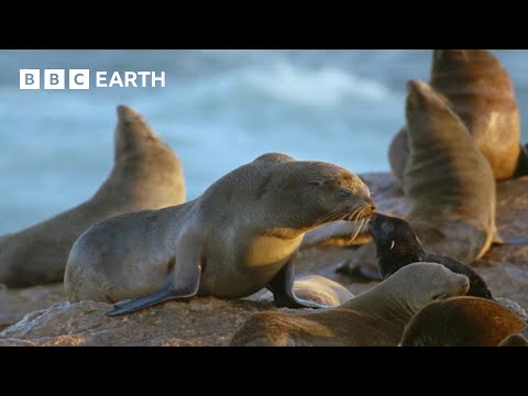 Hungry Hyenas Threaten Seals | Natural World Mothers and Babies | BBC Earth