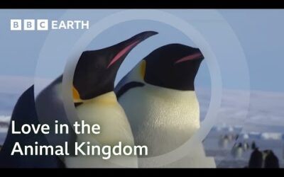 One Hour Of Love In The Animal Kingdom | BBC Earth