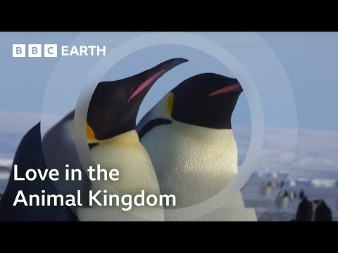 One Hour Of Love In The Animal Kingdom | BBC Earth