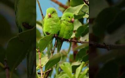 A preening pair of parakeets 💚 🦜 #Shorts #Parakeets #Birds