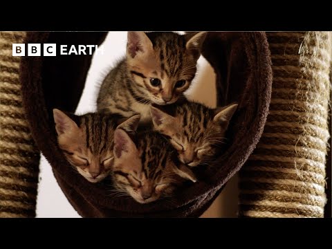 Acrobatic Bengal Kittens Learn To Hunt | Wonderful World of Puppies | BBC Earth